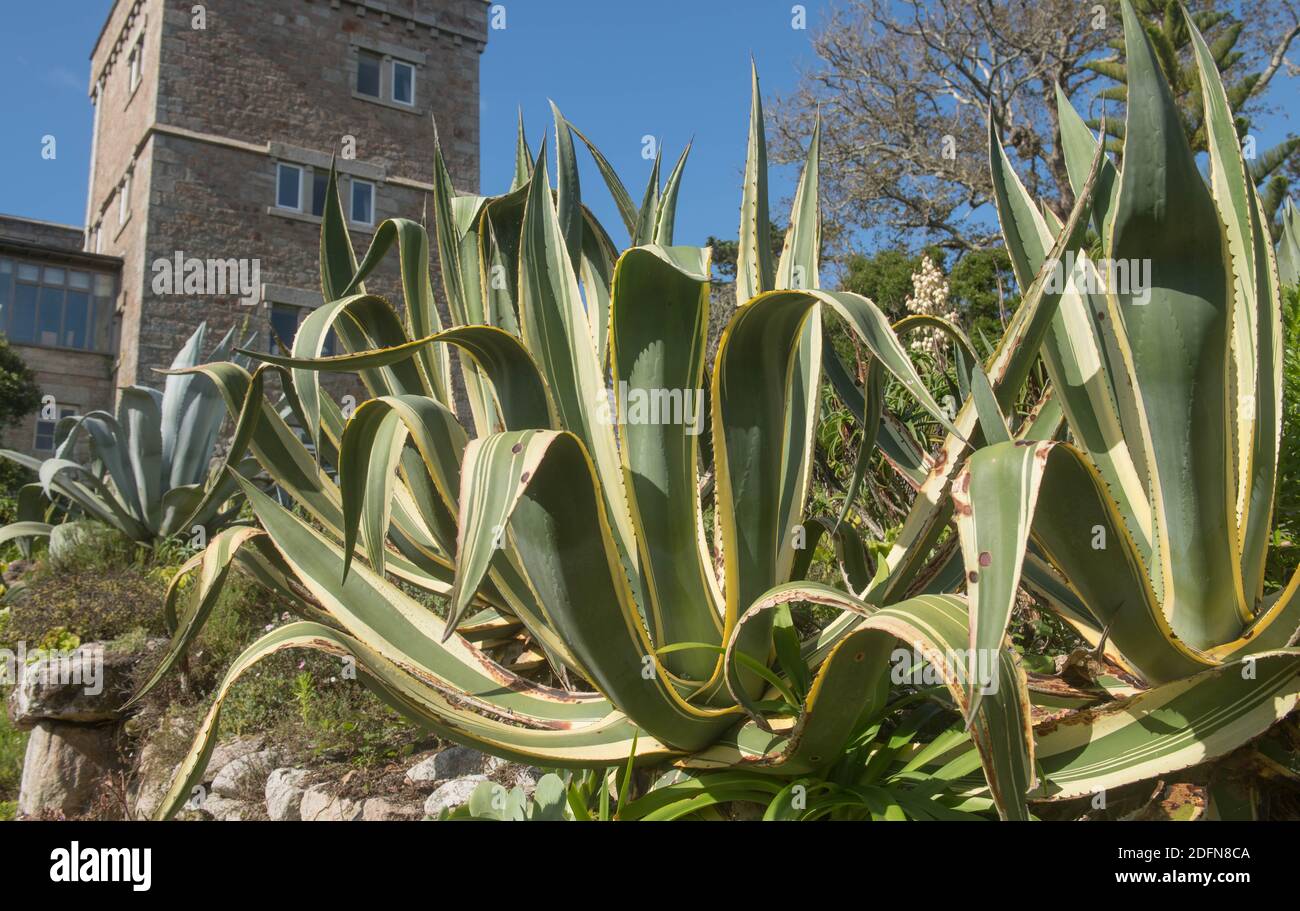 Feuilles charnues d'une plante de siècle succulente et Variégée (Agave americana 'Variegata') Culture dans un jardin sur l'île de Tresco in Les îles de Scilly Banque D'Images