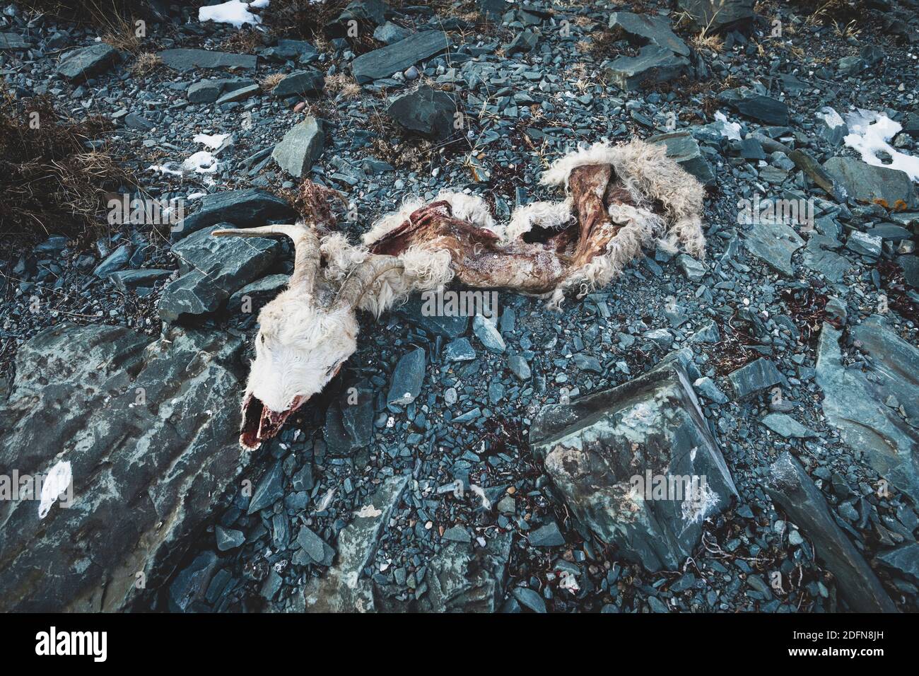 Crâne de tête de peau d'une RAM sauvage sur les rochers. L'extermination impitoyable des espèces du livre de données rouge. Le concept du braconnage. Banque D'Images