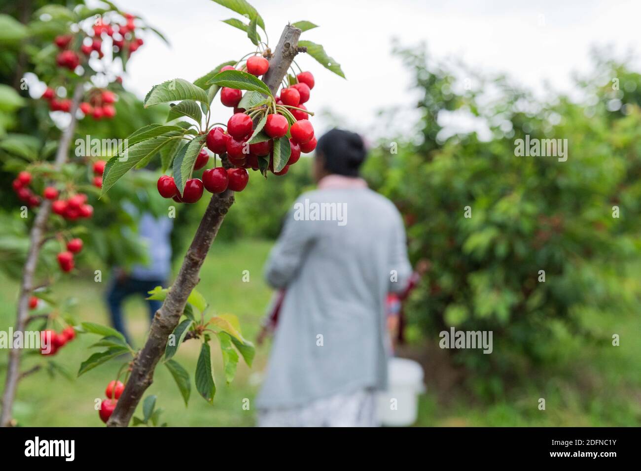 Canberra. 5 décembre 2020. Photo prise le 5 décembre 2020 montre un verger de cerisier dans la ville de Young en Australie. La ville de Young est surnommée la « capitale australienne des cerisiers ». Sa saison de cueillette des cerises est venue récemment et a attiré les visiteurs à goûter et acheter des cerises fraîches et des produits connexes. Credit: Chu Chen/Xinhua/Alay Live News Banque D'Images