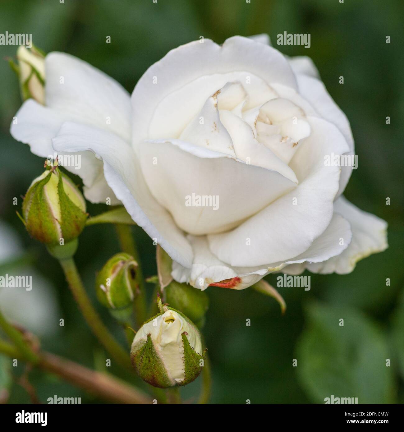 'Schneewittchen, Iceberg, Korbin, Fée des Neiges' Floribunda Rose, Floribundaros (Rosa) Banque D'Images