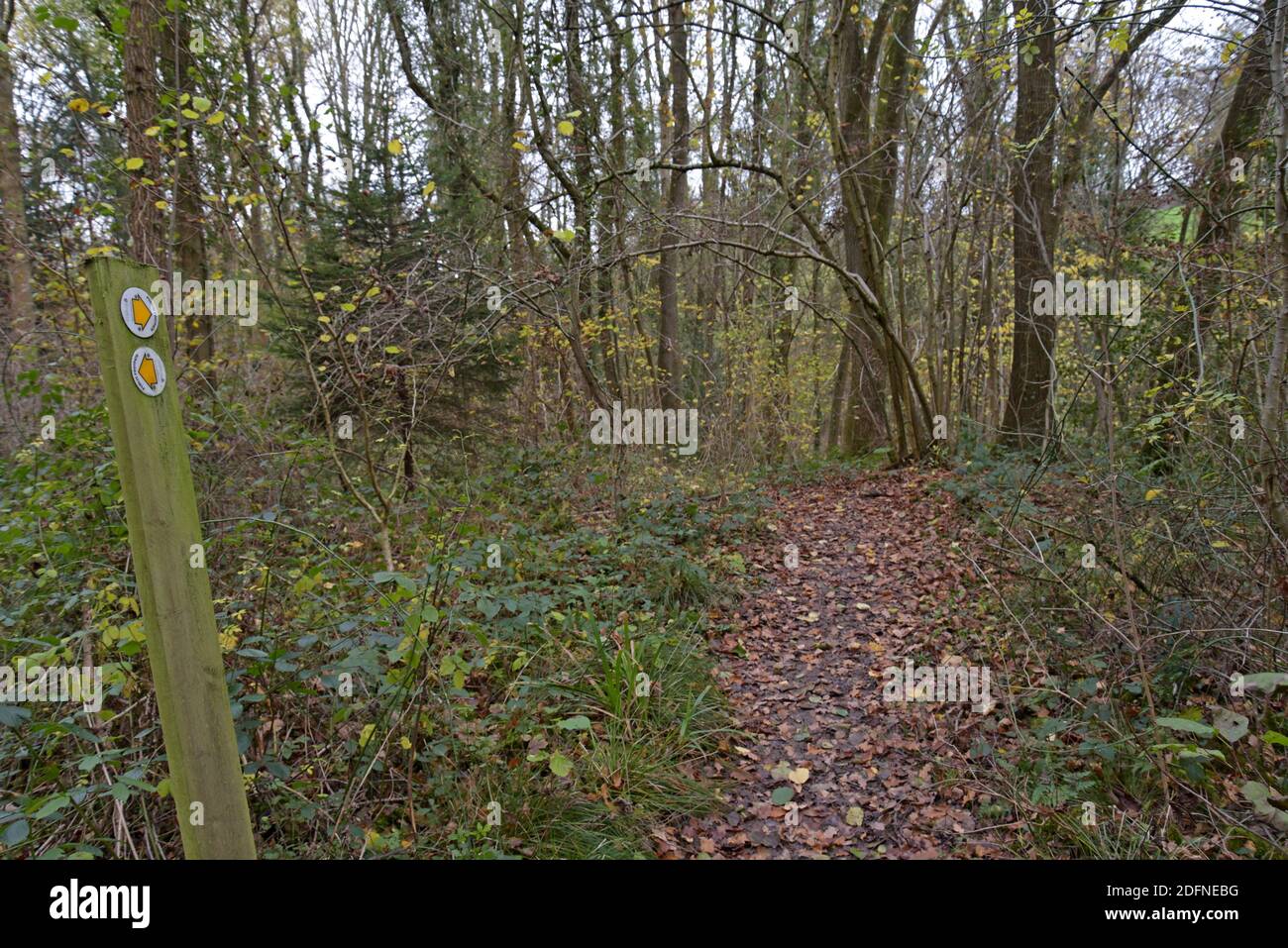 Sentier rural couvert de feuilles d'automne à Shropshire, au Royaume-Uni Banque D'Images
