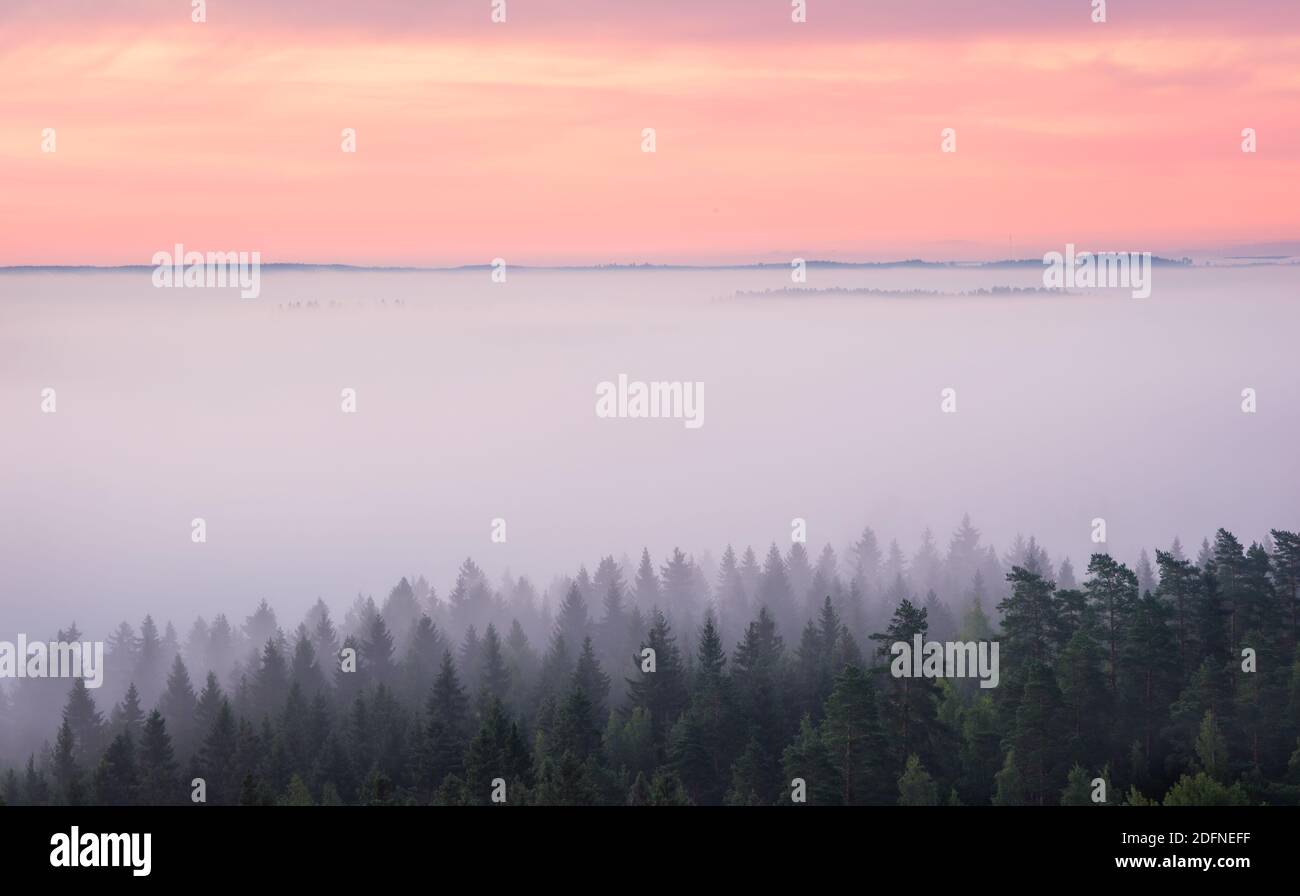 Paysage brumeux pittoresque forêt de l'humeur à matin d'été au parc national, la Finlande. High angle vue aérienne. Banque D'Images