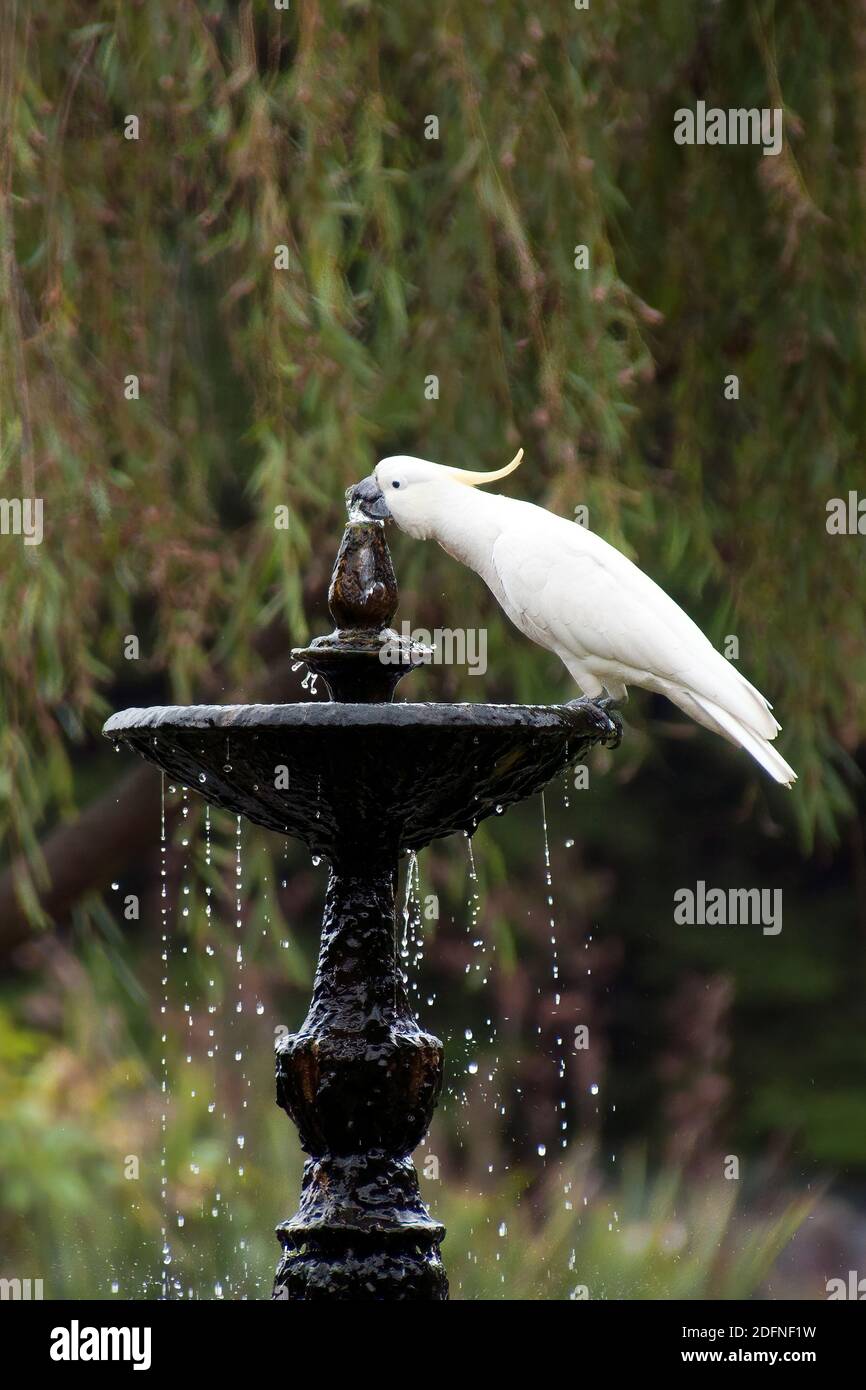 Sydney Australie, Cockatoo à crête de soufre perché sur une fontaine de jardin Banque D'Images