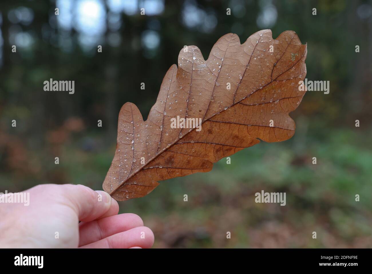 Cliché sélectif d'une main tenant une main tombée feuille de chêne recouverte de dewdrops Banque D'Images