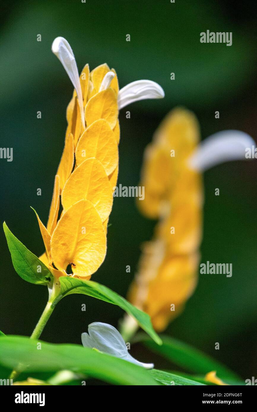 Pachystachys lutea au Burger Zoo, pays-Bas Banque D'Images