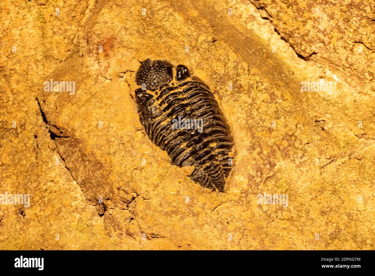 Trilobita dans la zone de style grotte, Burger Zoo, pays-Bas Banque D'Images