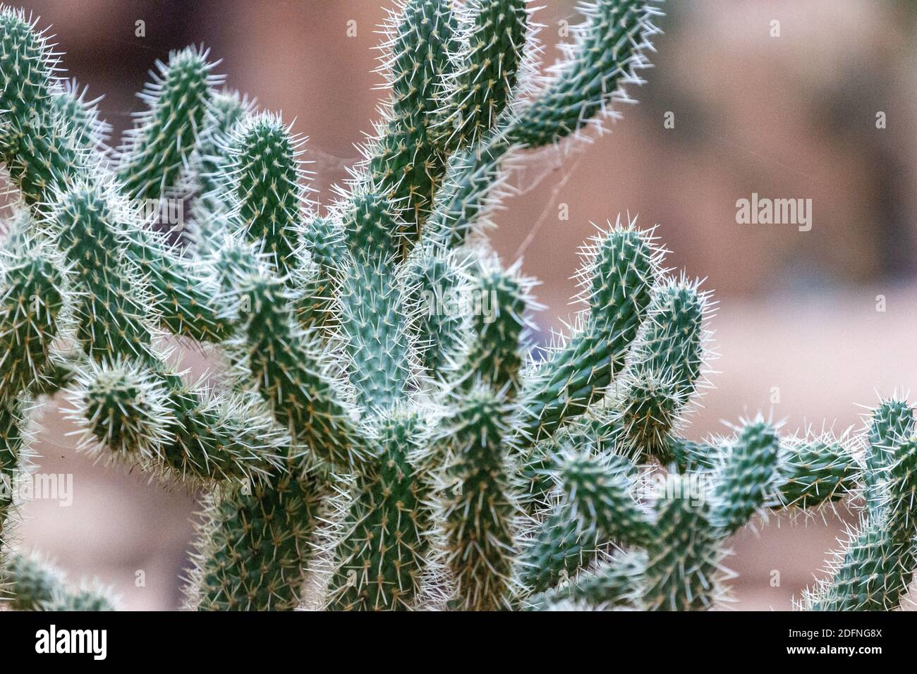 Cactus dans la zone de style désert, Burger Zoo, pays-Bas Banque D'Images