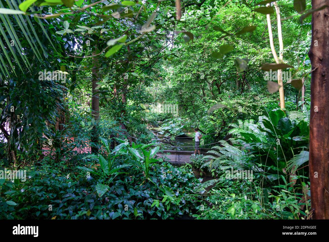 Plantes dans des conditions tropicales à Burger Zoo, pays-Bas Banque D'Images