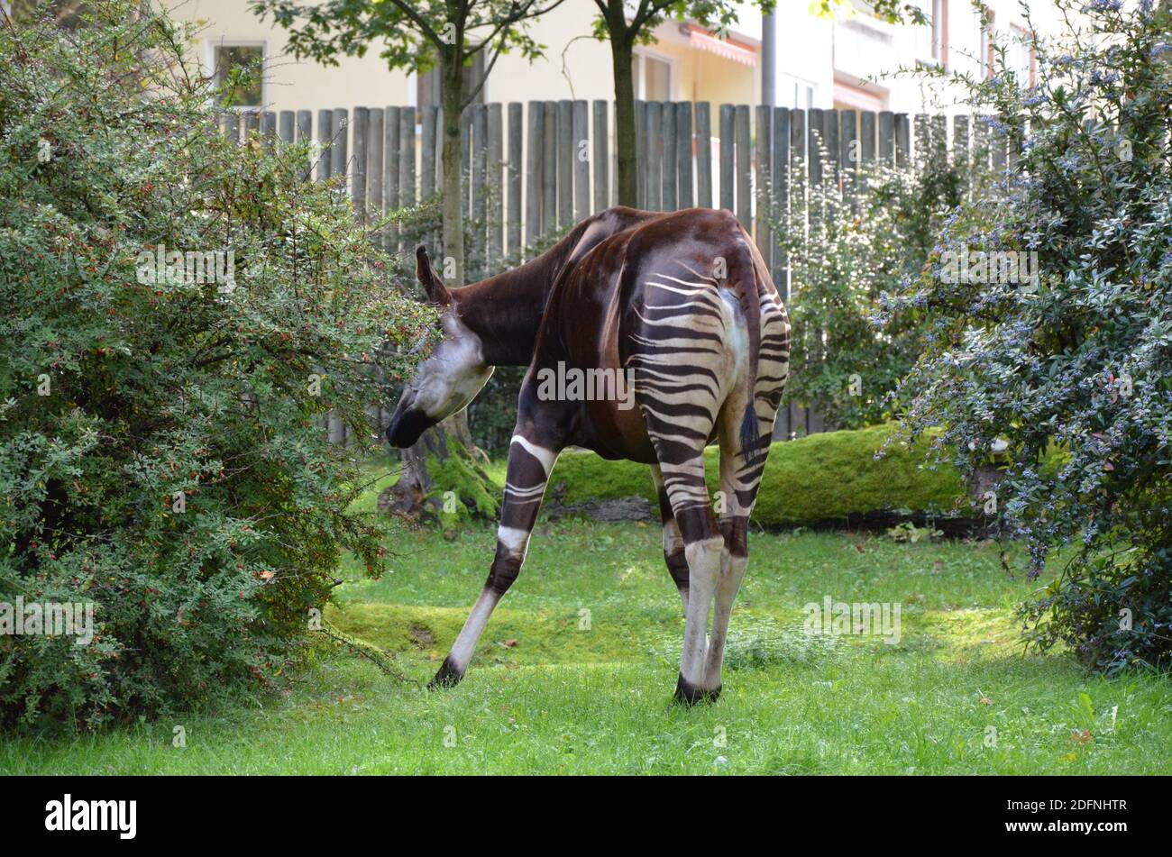 Portrait de l'okapi (Okapia johnstoni) Banque D'Images