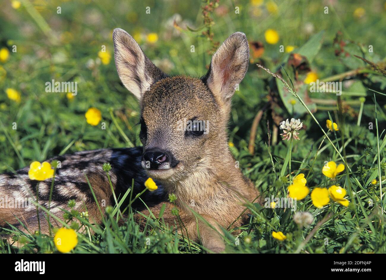 ROE Deer, capreolus capreolus, Foan pontant sur les fleurs, Normandie Banque D'Images