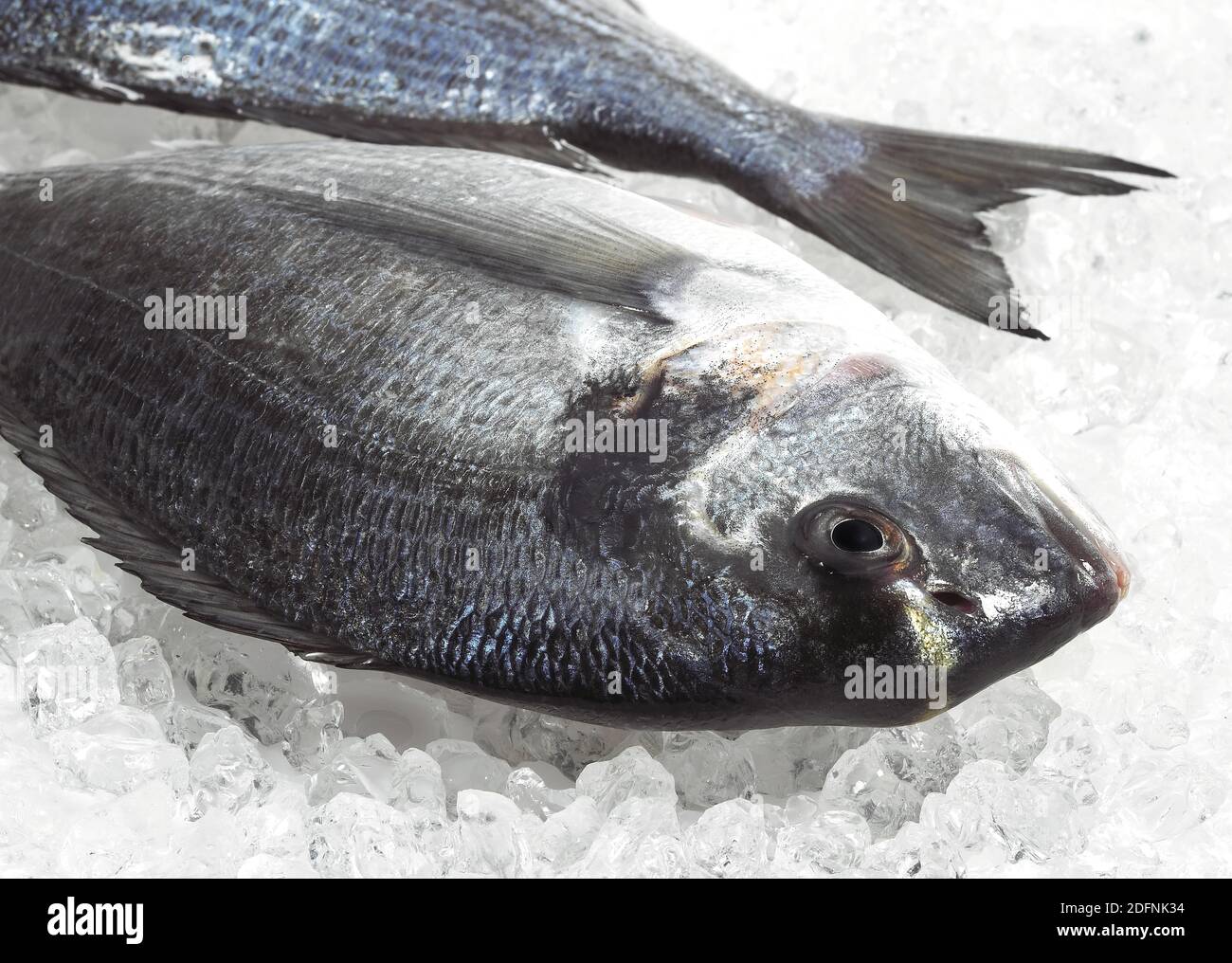 Daurade, sparus auratus, du poisson frais sur la glace Banque D'Images