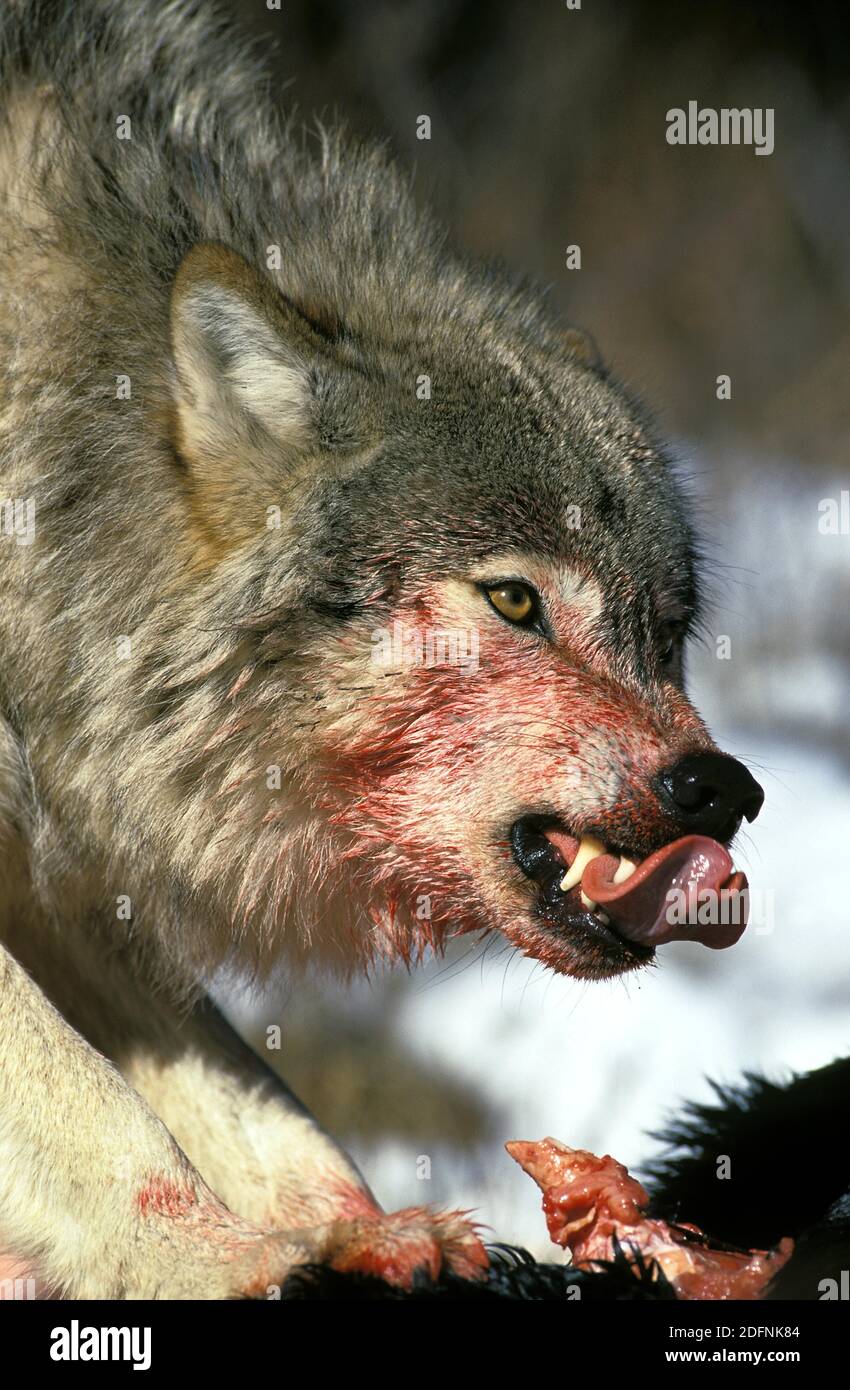 Le loup gris d'Amérique du Nord, Canis lupus occidentalis, Portrait  sanglant de ses crocs d'adultes, sur un Kill, Canada Photo Stock - Alamy