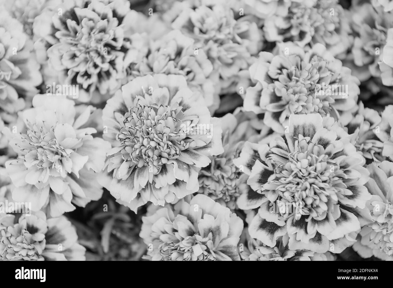 Illuminez tous les paysages. Arrière-plan Marigold tagetes. Jardin de fleurs et jardinage. Jardinage et aménagement paysager. Jardinage et horticulture. Jardinage passe-temps. Boutique de fleurs. Fleur d'été. Banque D'Images