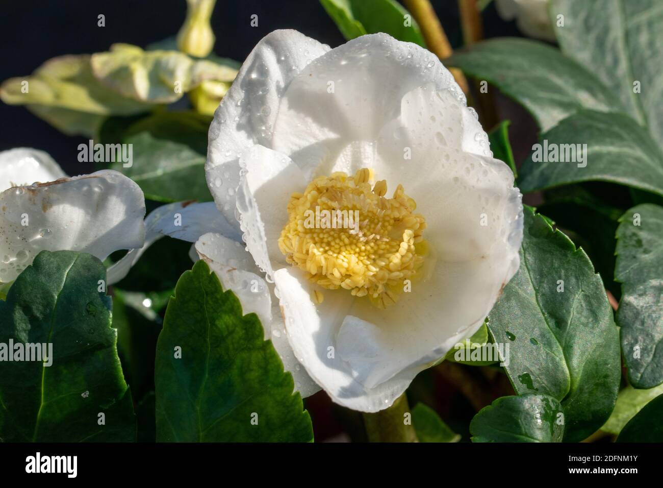 La rose de Noël, Helleborus niger est également appelée rose neige ou hellebore et inspire en hiver avec ses élégantes fleurs blanches. Banque D'Images