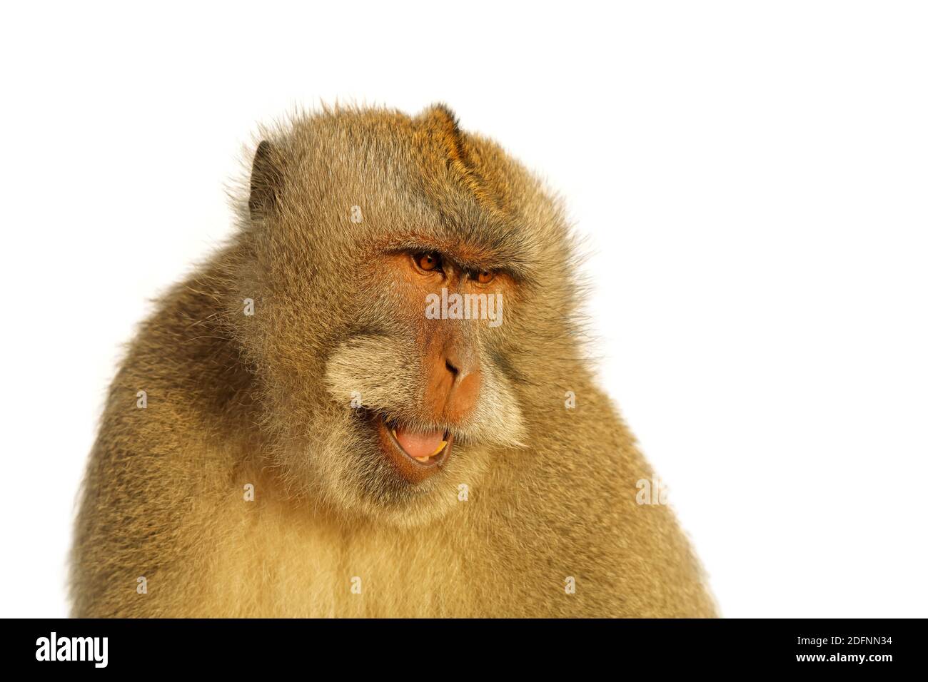 Portrait d'un singe balinais à queue longue (Macaca fascicularis) isolé sur blanc Banque D'Images