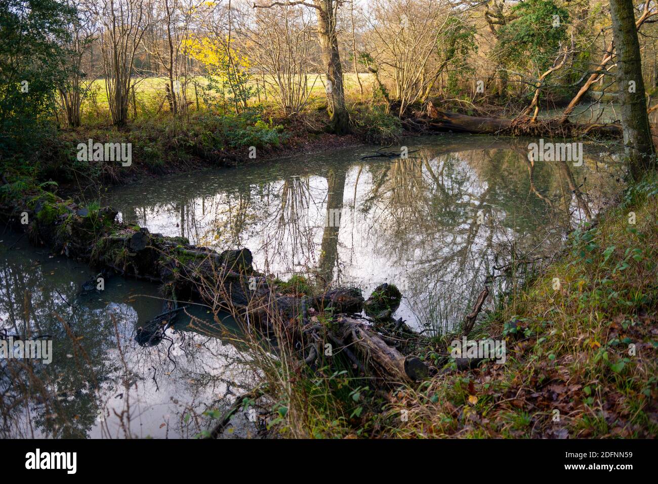 Section du canal Wey et Arun uniquement navigable par de petits bateaux. Damed par les arbres dans les sections. Towpath fait partie du chemin public de Wey South Path Banque D'Images