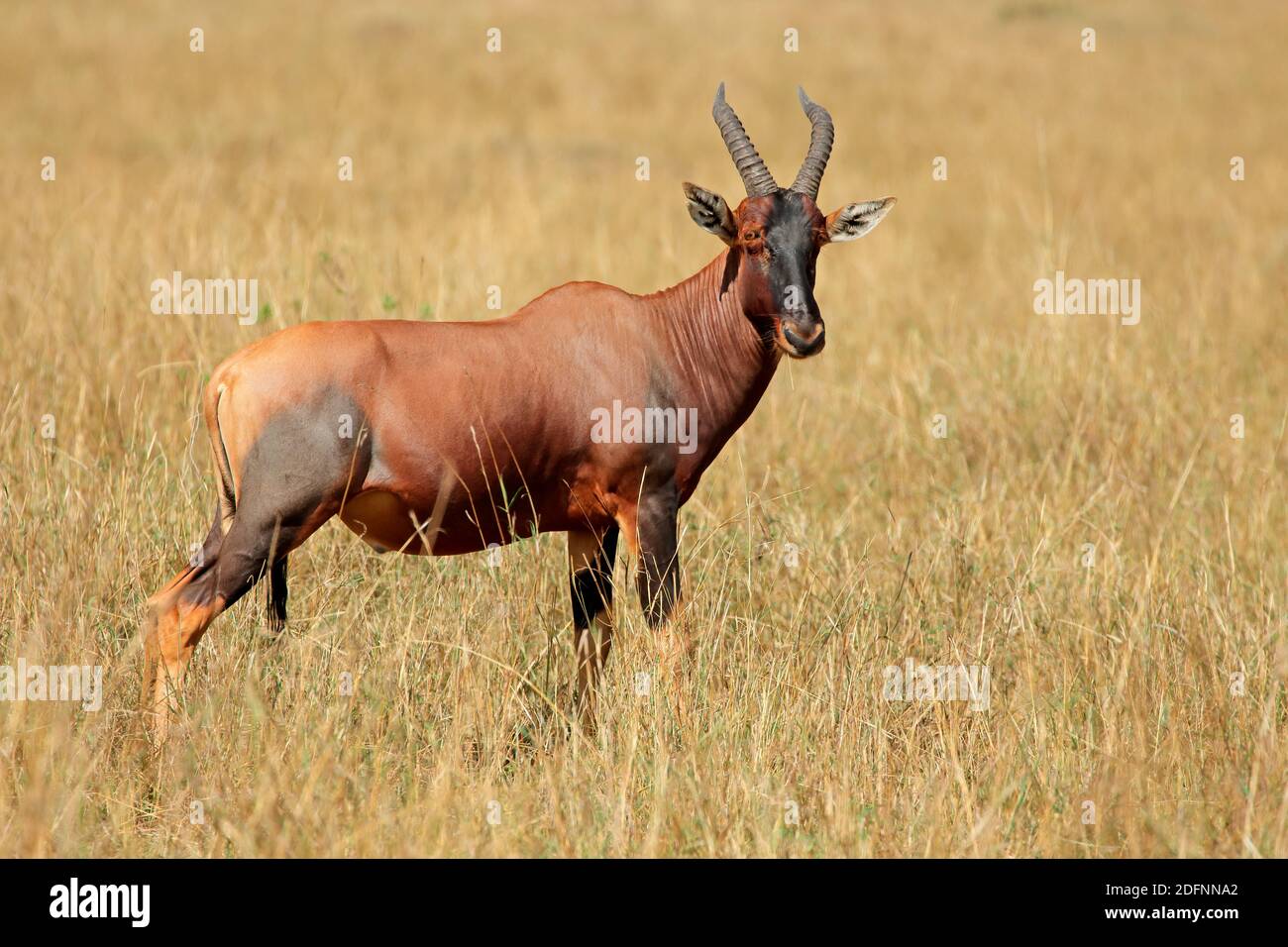 Une antilope de topi (Damaliscus korrigum) dans les prairies, réserve nationale de Masai Mara, Kenya Banque D'Images