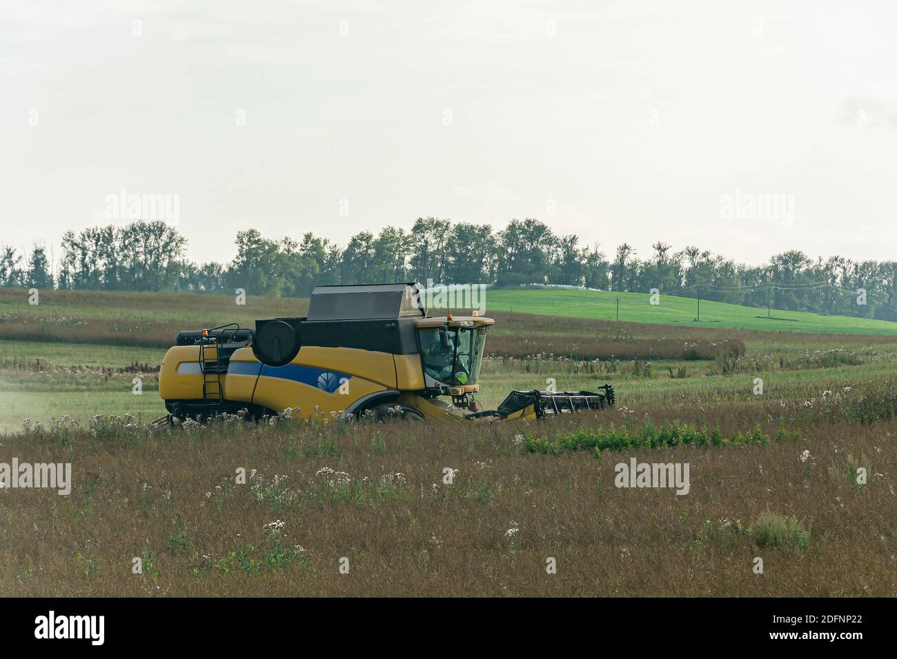 Russie, Bryansk-07/23/2018: Moissonneuse-batteuse dans les champs récolte des céréales. Photo. Banque D'Images