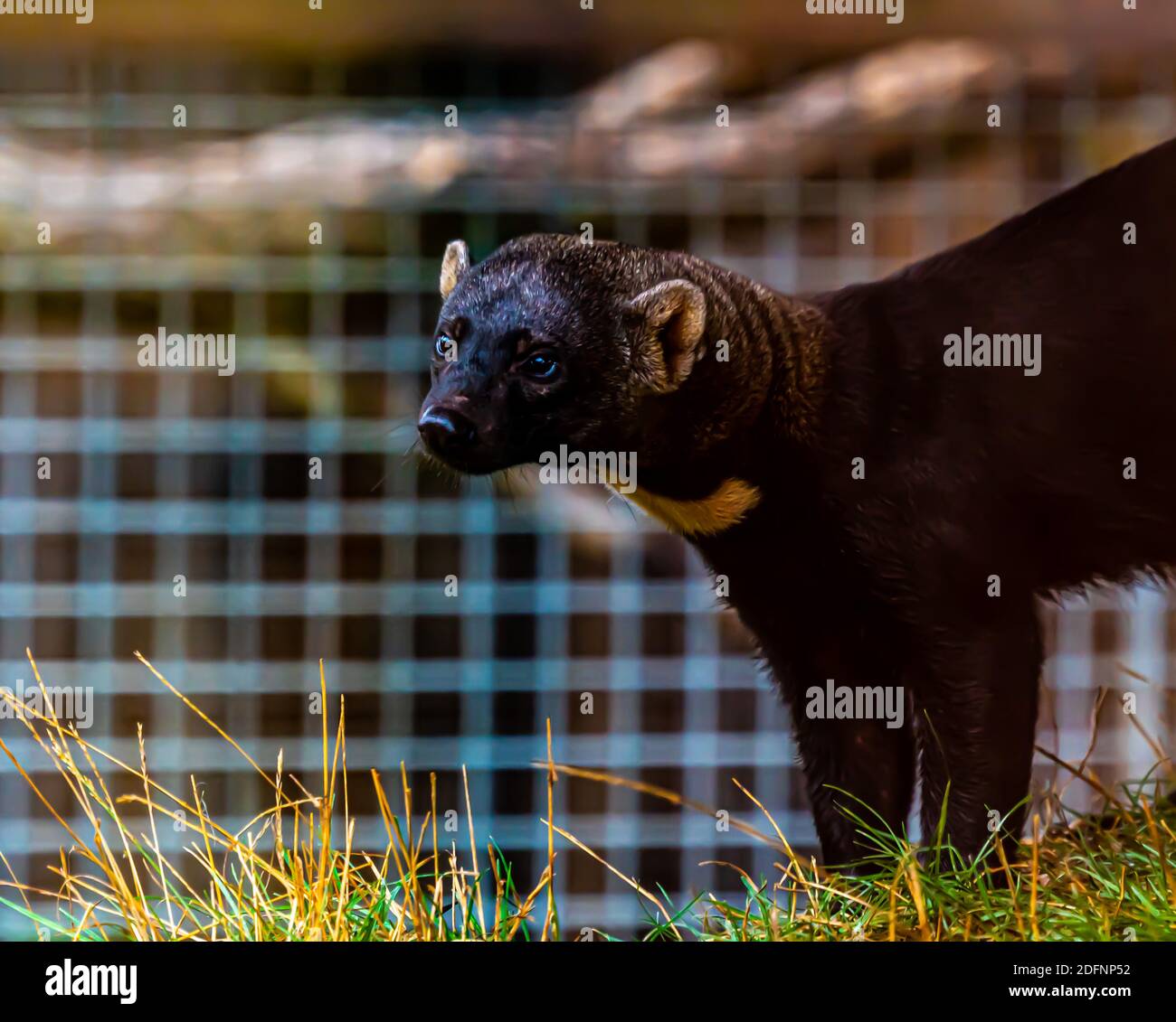 Weasel Tayra sud-américain dans une cage prête à être vendue. Banque D'Images