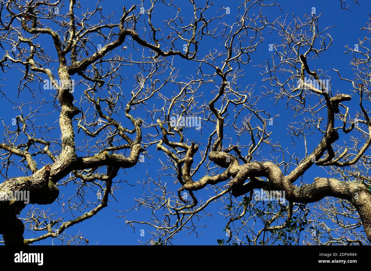Arbre de chêne à gnarisé torsadé et branches Ancient chêne bois de Lawrenny Pembrokeshire pays de Galles Royaume-Uni contre bleu ciel d'hiver Banque D'Images