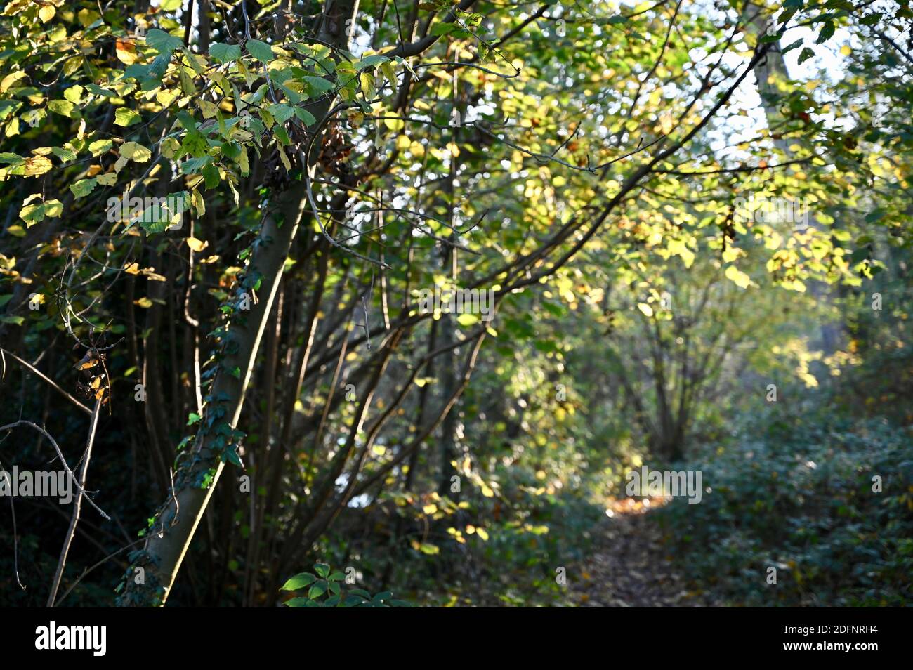 Feuilles d'automne, Foots Cray Meadows, Sidcup, Kent. ROYAUME-UNI Banque D'Images