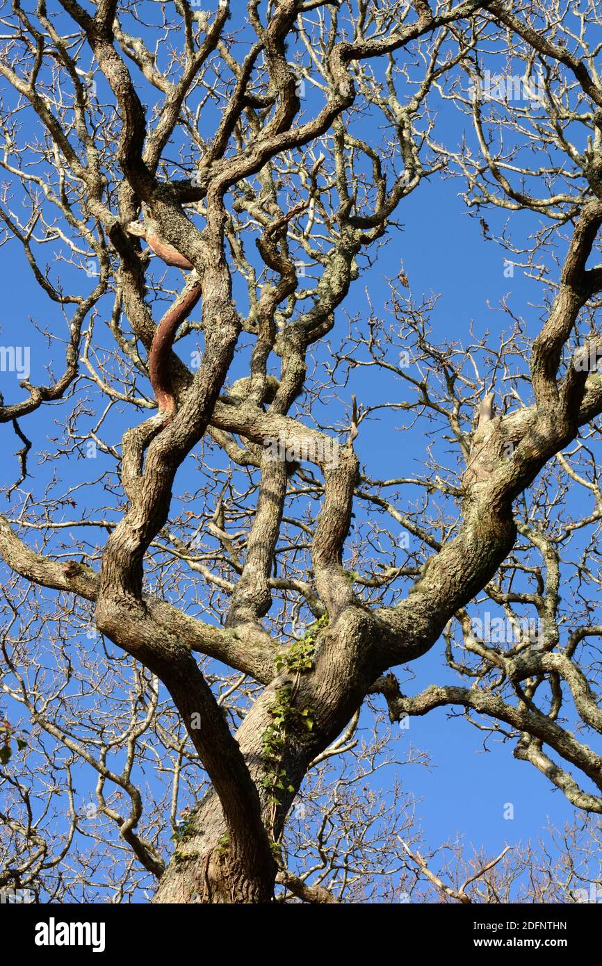 Arbre de chêne à gnarisé torsadé et branches Ancient chêne bois de Lawrenny Pembrokeshire pays de Galles Royaume-Uni contre bleu ciel d'hiver Banque D'Images