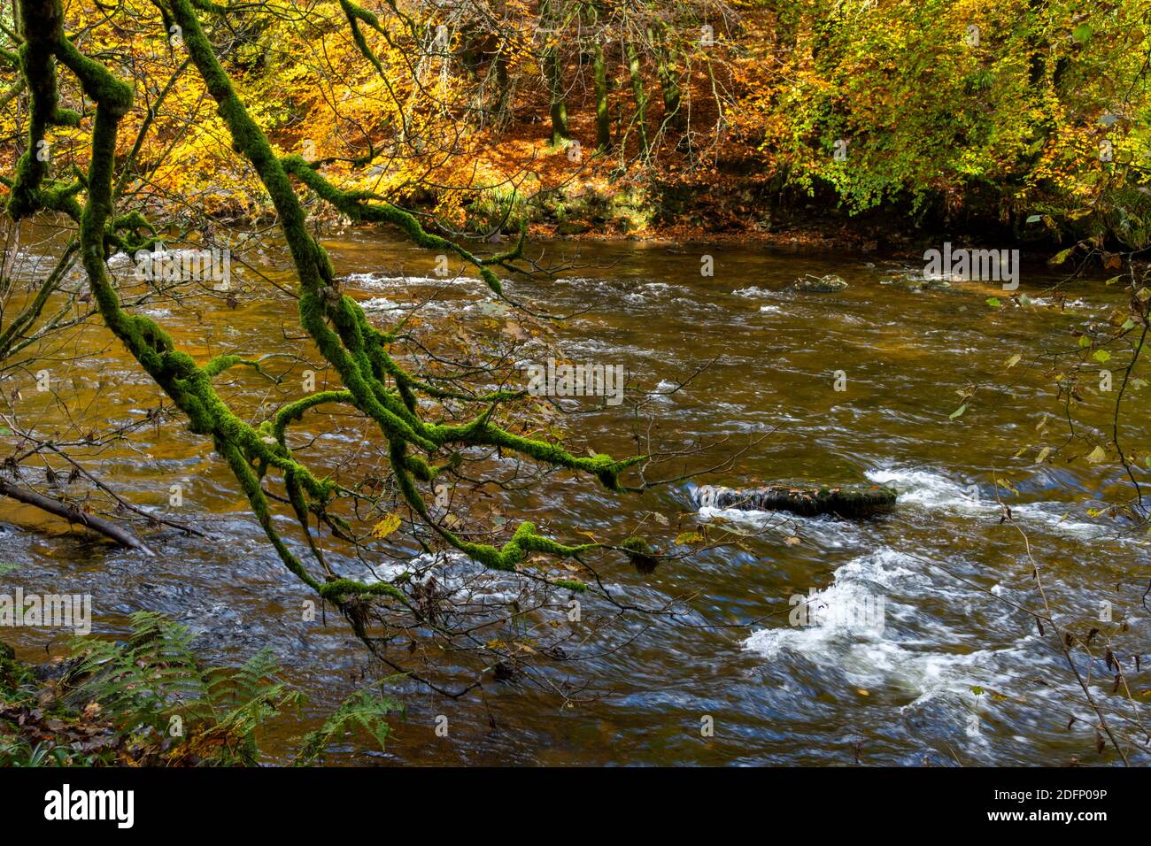 Exmoor promenade dans les bois en automne montrant tous les vibrants Couleurs pendant les mois d'automne Banque D'Images