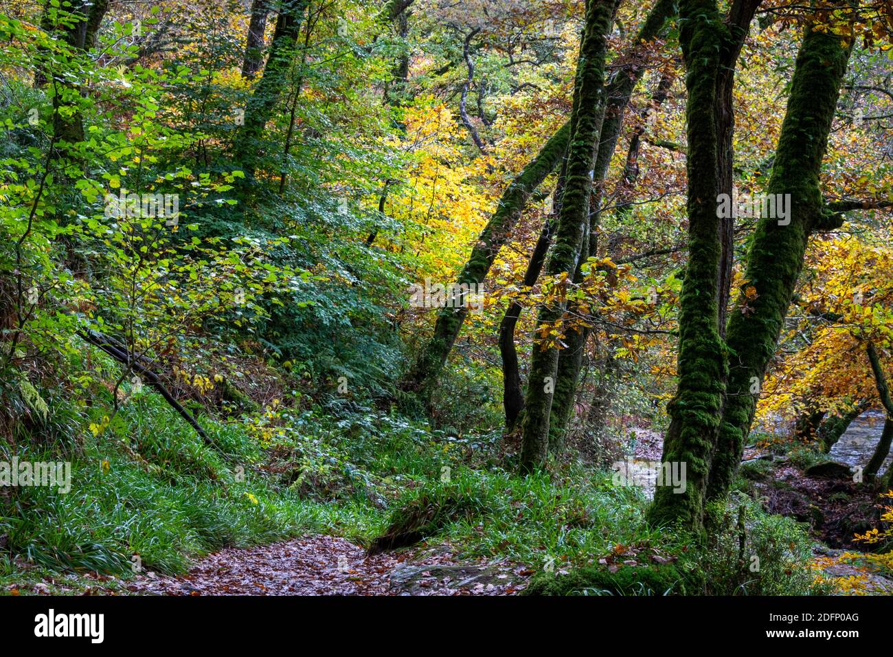 Exmoor promenade dans les bois en automne montrant tous les vibrants Couleurs pendant les mois d'automne Banque D'Images