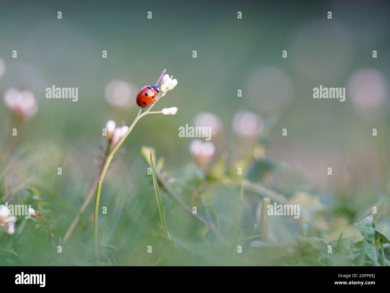 Coccinelle assise sur la fleur au crépuscule du soir, photo macro de la prairie en fleurs Banque D'Images