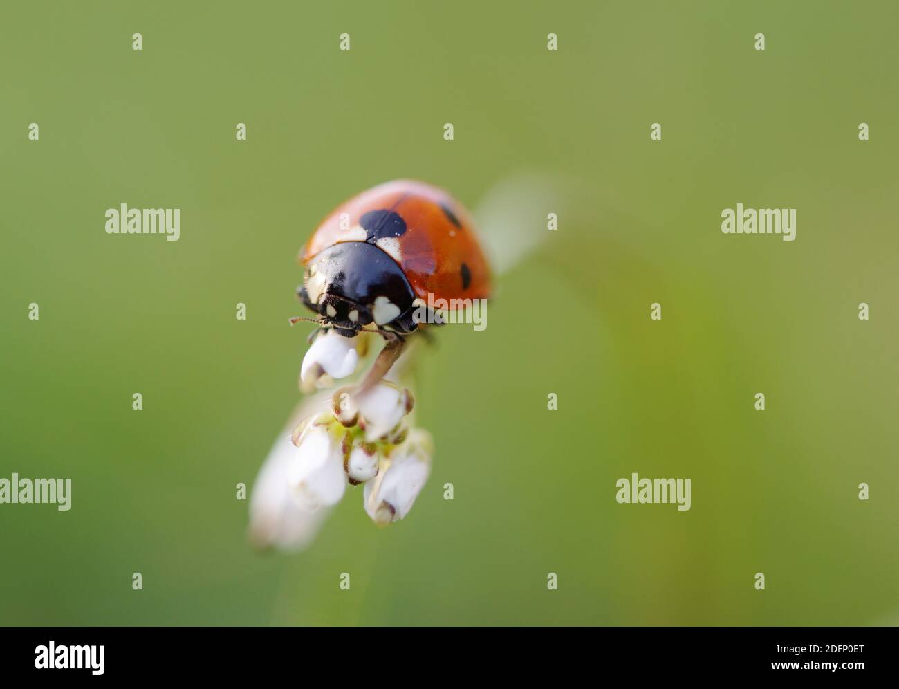coccinelle sur bouton de fleur, photo macro Banque D'Images