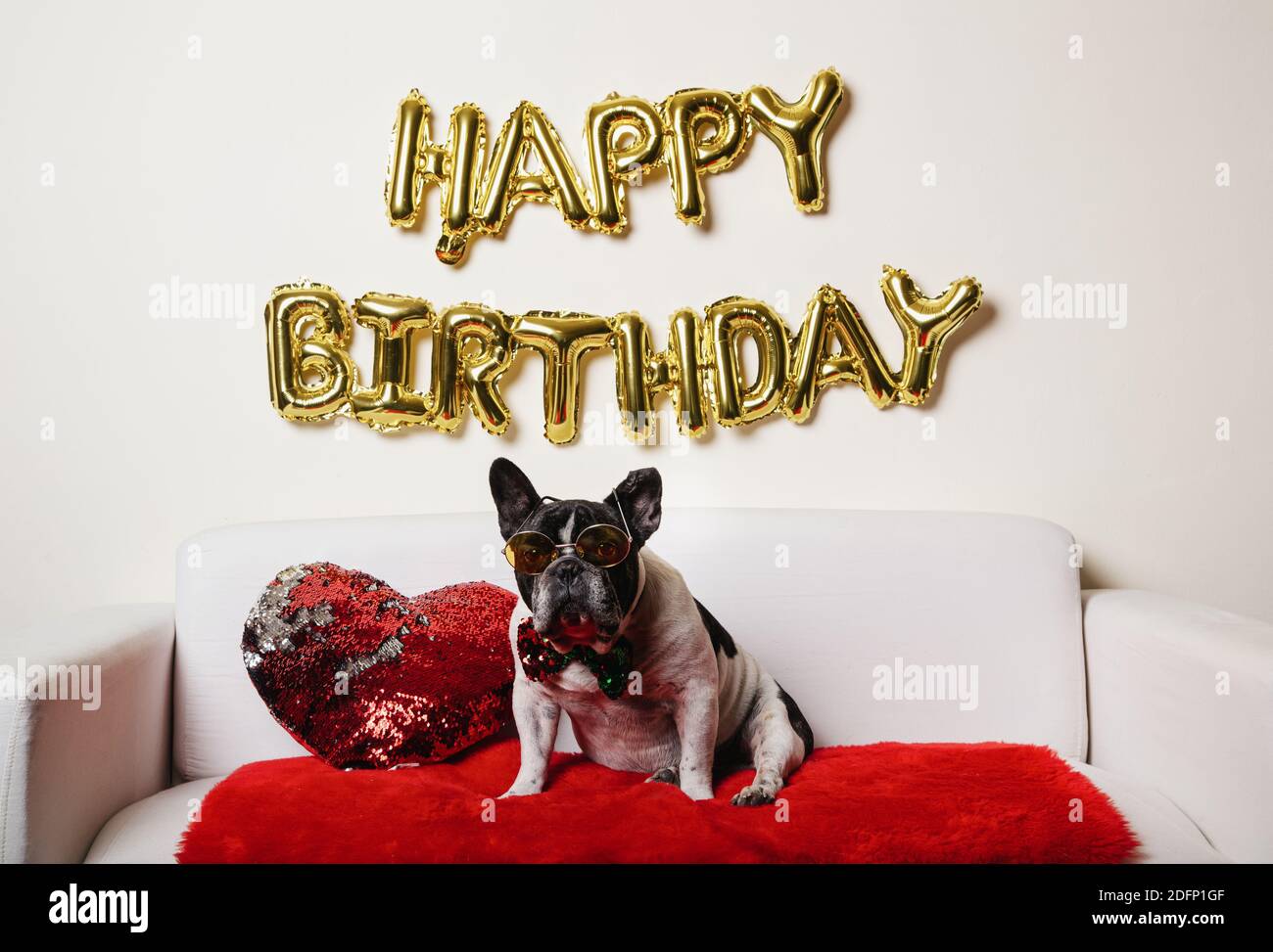 Chien Drole Celebrant Sa Fete D Anniversaire Sur Le Canape A Accueil Photo Stock Alamy