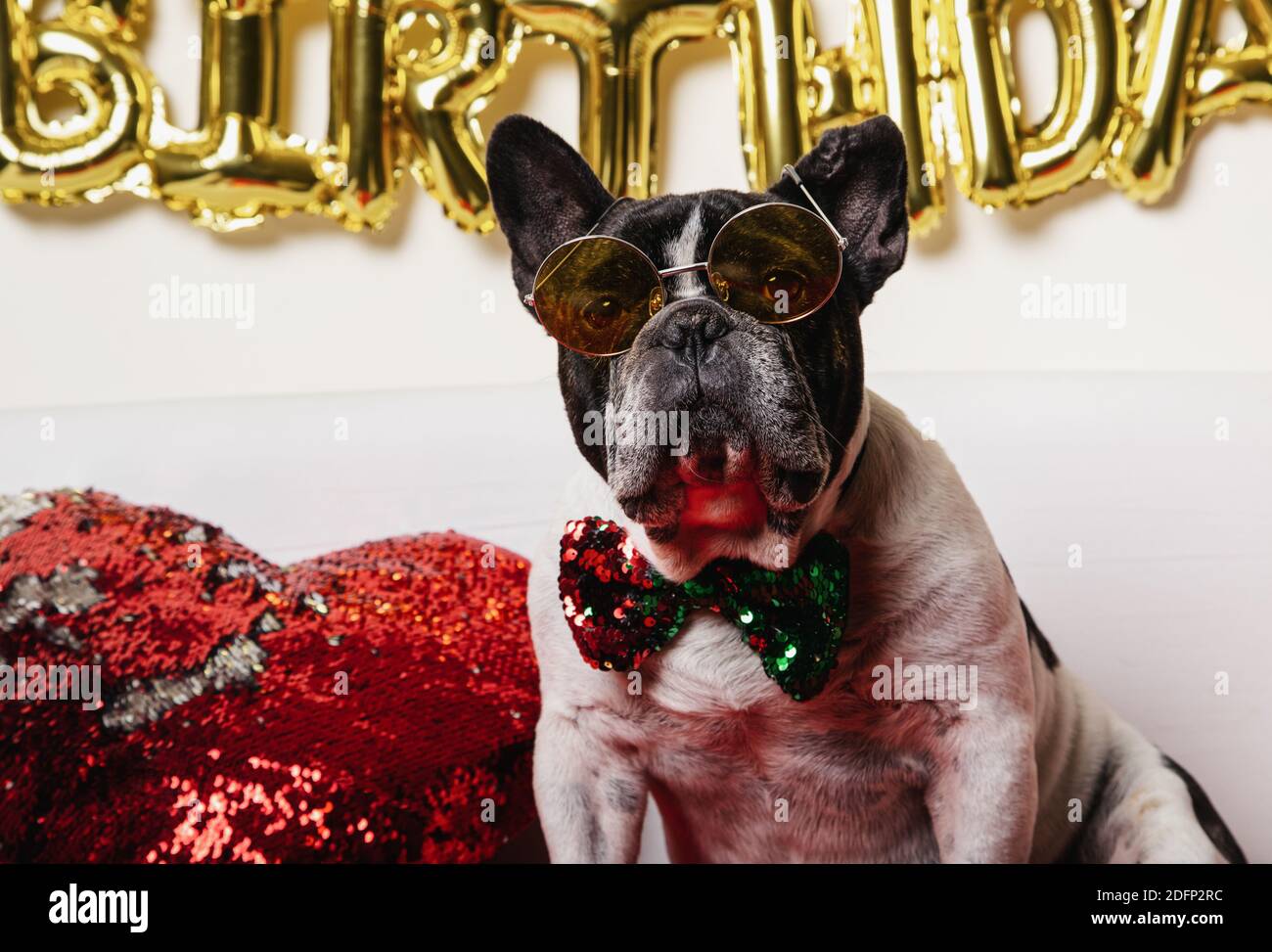 Chien d'anniversaire - boureau français avec noeud papillon coloré et  lunettes sur fond blanc Photo Stock - Alamy