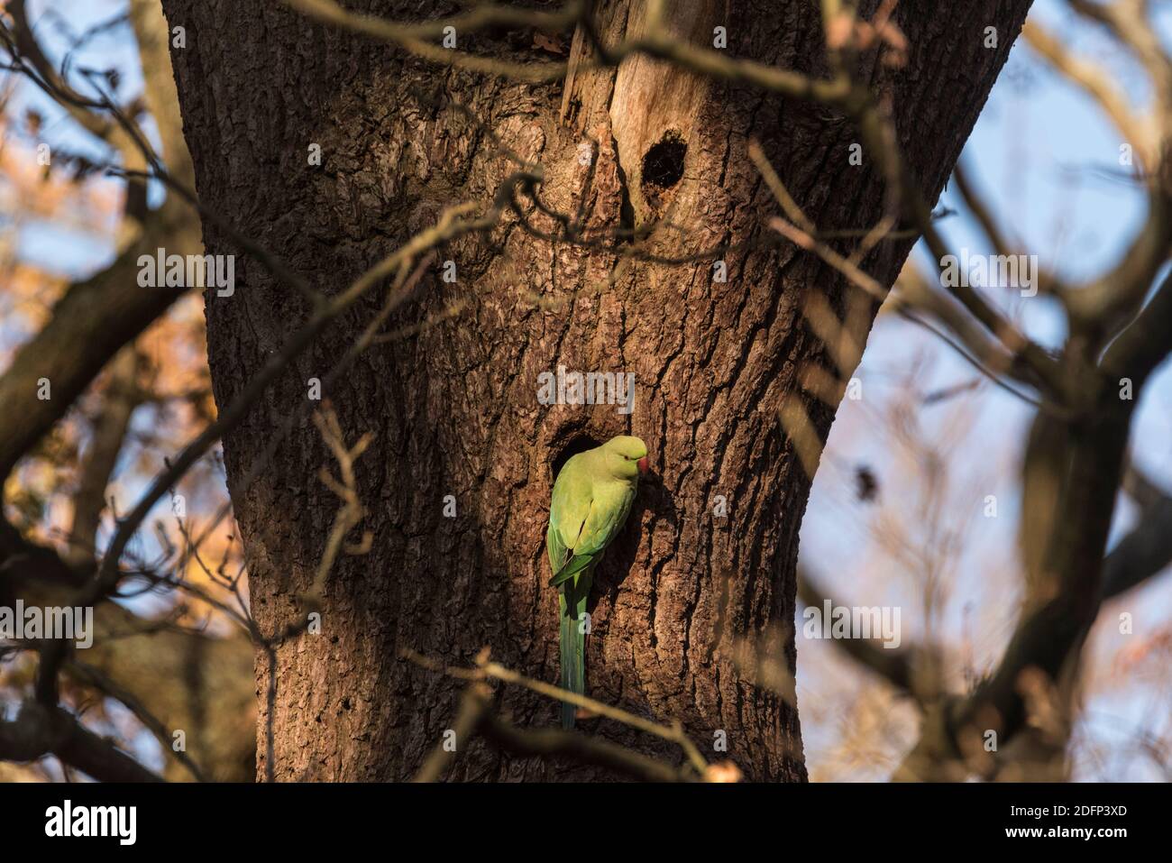 Parakeet à col en anneau (Psittacula krameri) étudiant un possible trou de nid Banque D'Images