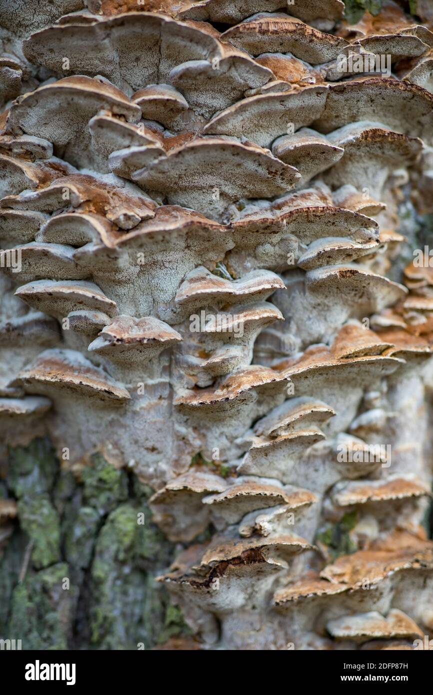 Arrière-plan, texture hubs brun-blanc (champignons parasites) et revêtement blanc sur le tronc de l'arbre - gros plan. Banque D'Images