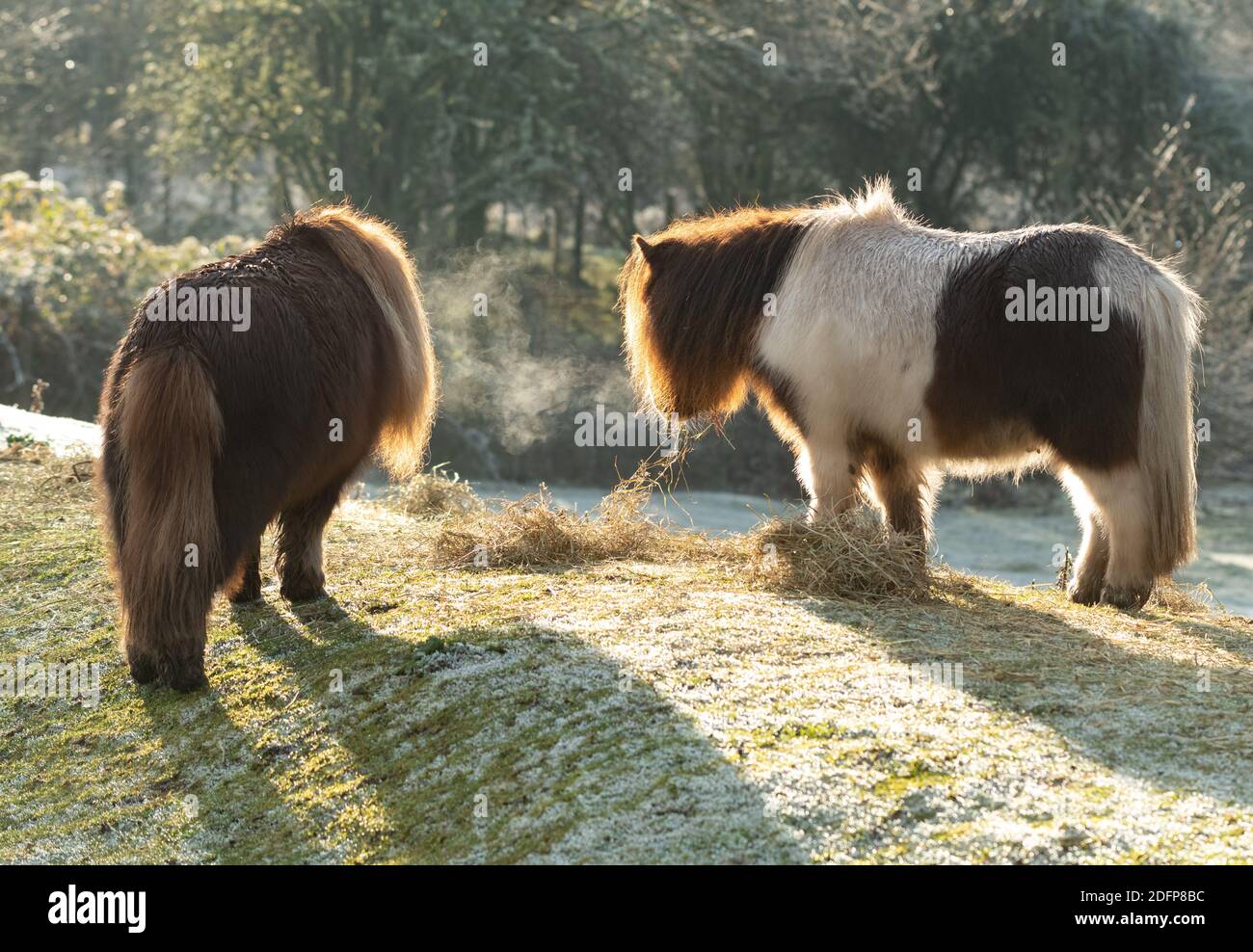 Dumgoyne, Stirlingshire, Écosse, Royaume-Uni. 6 décembre 2020. Le souffle chaud des poneys comme ils mangent du foin sur un froid glacial mais lumineux jour dans Stirlingshire crédit: Kay Roxby/Alamy Live News Banque D'Images