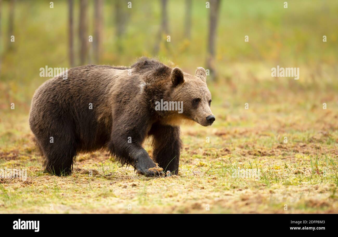 Gros plan sur l'ours brun eurasien dans le marais, en Finlande. Banque D'Images
