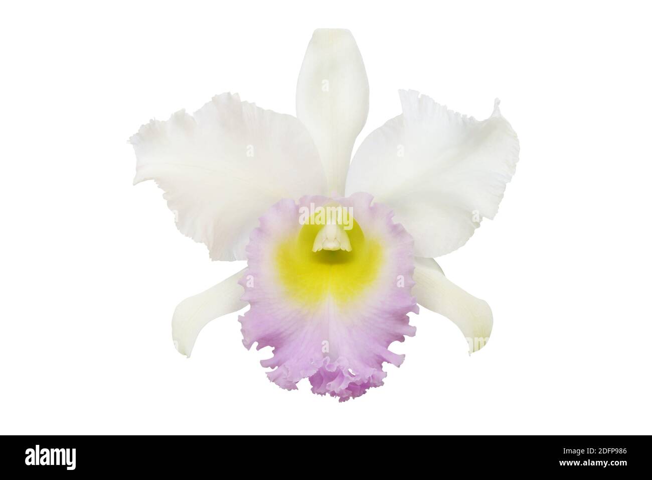 Fleur d'orchidée Cattleya blanche isolée sur fond blanc Photo Stock - Alamy
