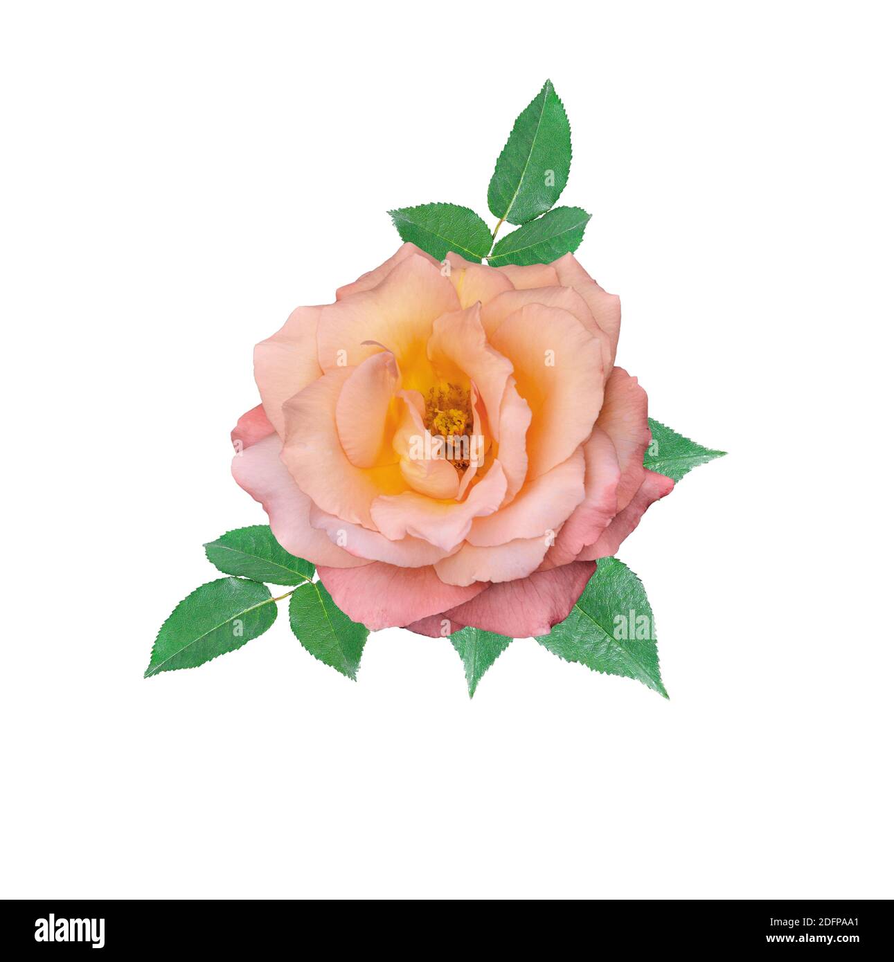 Fleur de rose douce et crémeuse avec feuilles vertes isolées sur fond blanc. Motif fleuri élégant et délicat pour tous les motifs de fête Banque D'Images