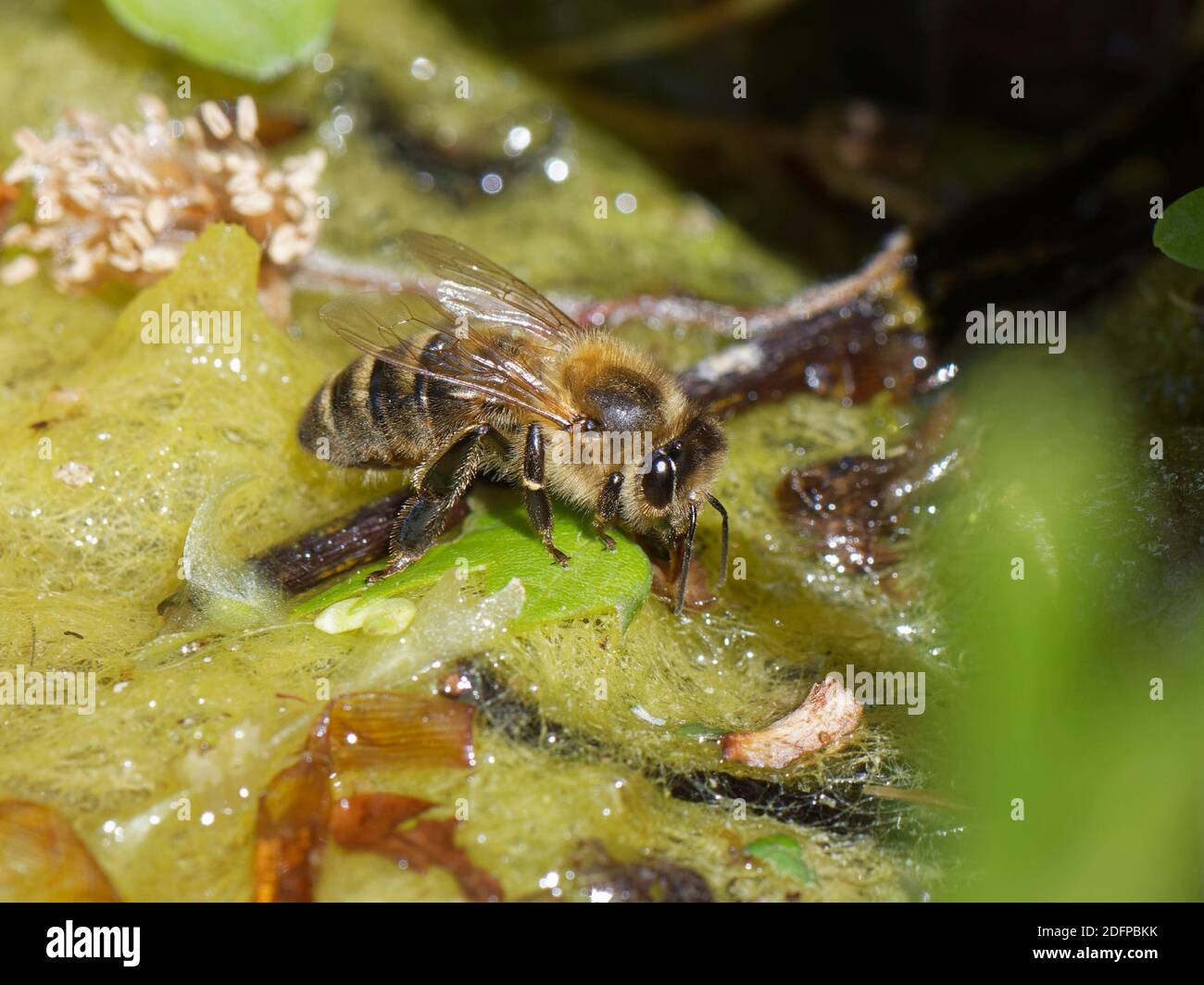 Abeille (APIS mellifera) eau potable des bords d'un étang de jardin, Wiltshire, Royaume-Uni, mai. Banque D'Images