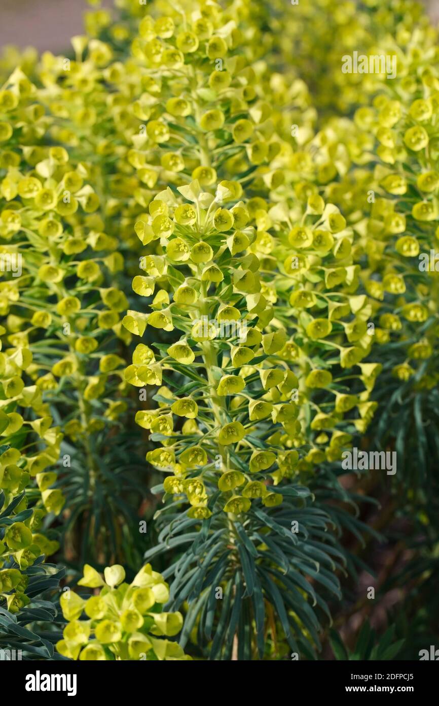 Euphorbia chacias subsp. Wulfenii fleurit au printemps. Banque D'Images