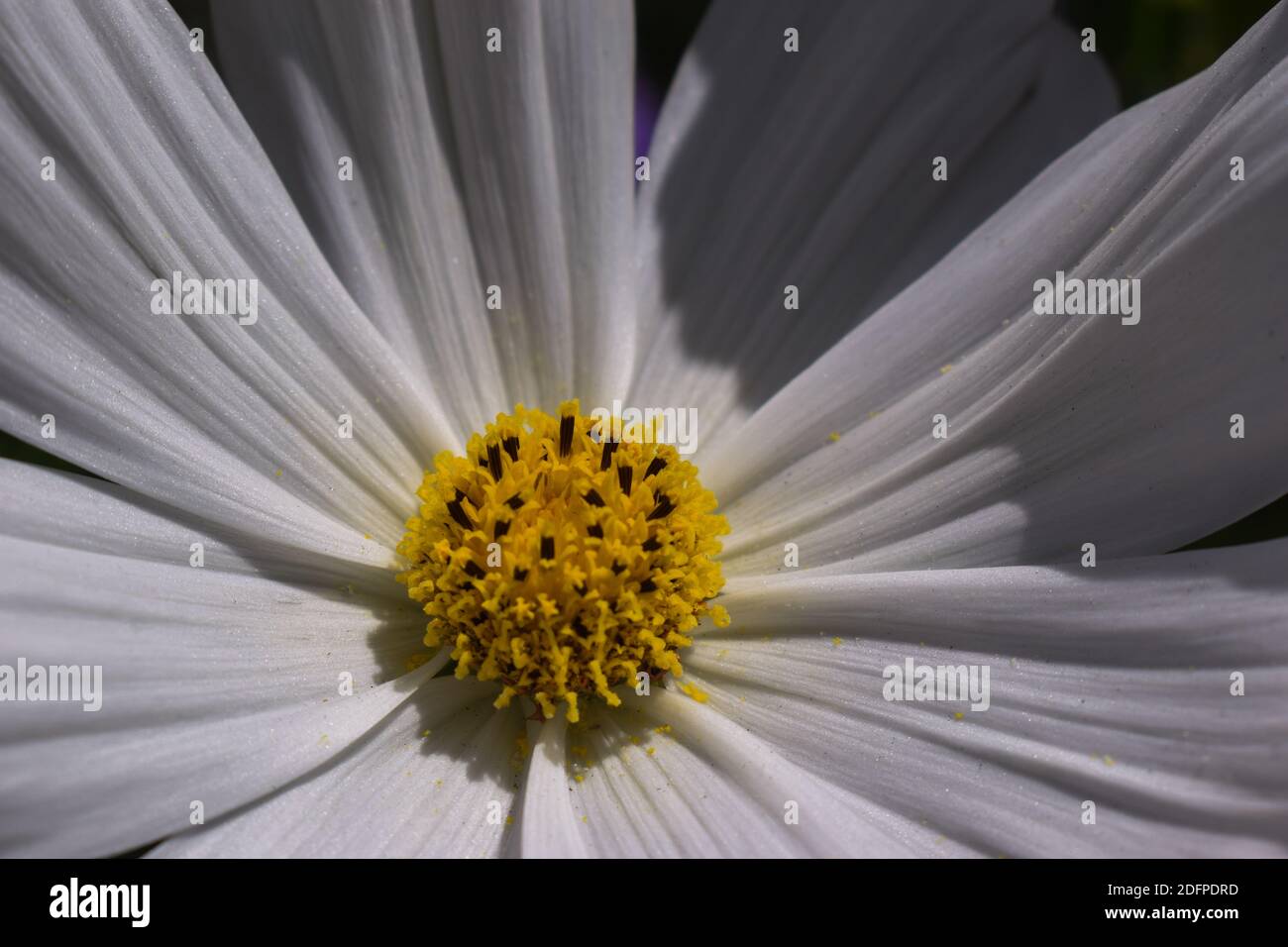 Bipinnatus COSMOS (blanc sonata) Banque D'Images