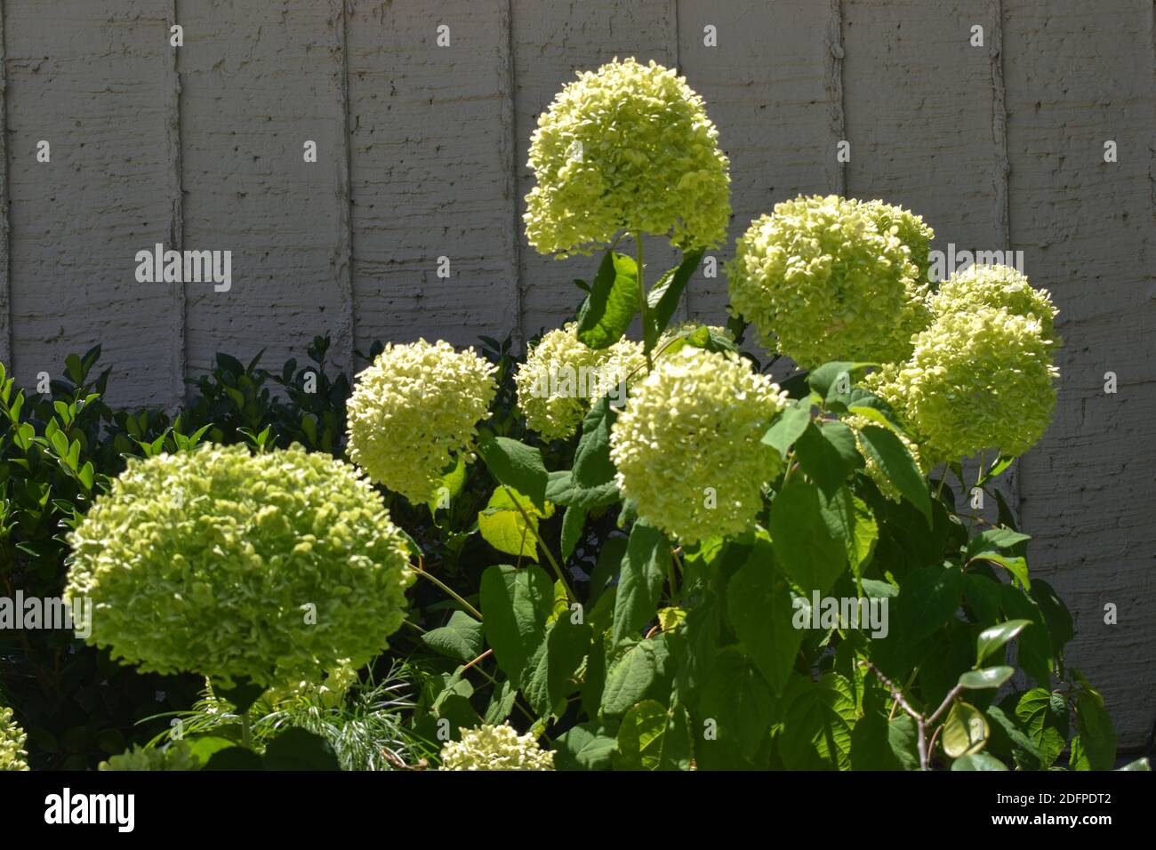 Un groupe de grands hortensias Banque D'Images