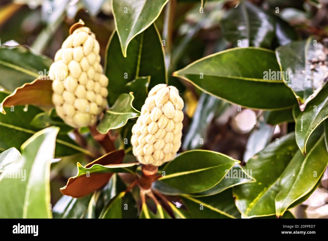 Magnolia avec fruits et feuilles blancs mûrissant. Banque D'Images