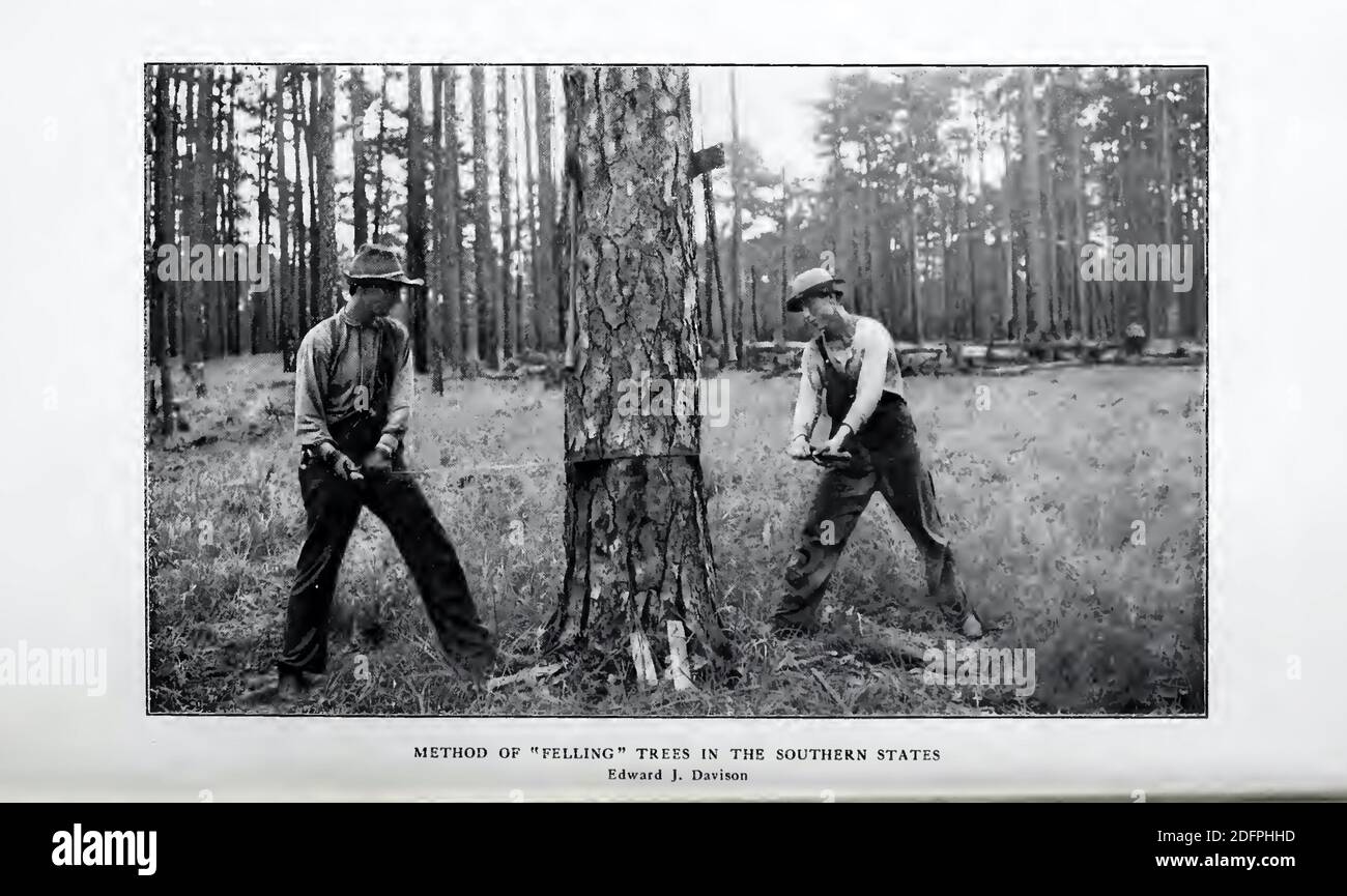 Une photographie d'Edward J Davison de vendeurs d'arbres dans États du sud des États-Unis Banque D'Images