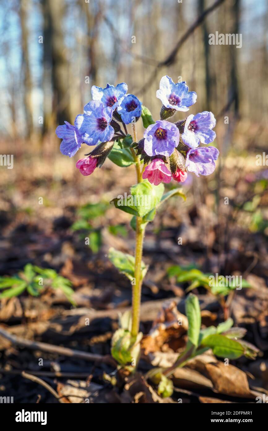 Gros plan des fleurs en fleurs Pulmonaria mollis le jour ensoleillé du printemps. Vue verticale Banque D'Images Gros plan des fleurs en fleurs Pulmonaria mollis le jour ensoleillé du printemps. Vue verticale Banque D'Images
