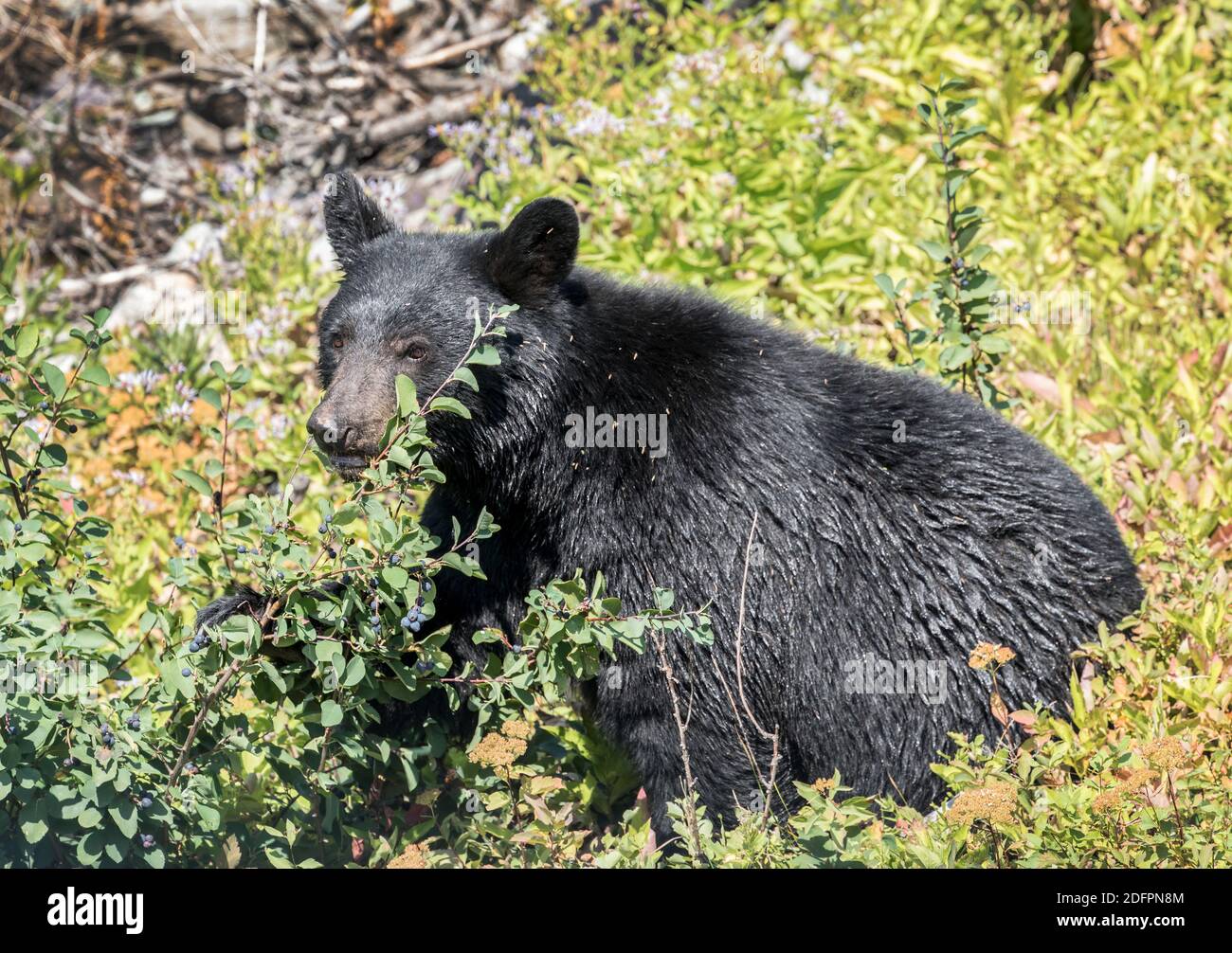Ours noir, Ursus americanus, cueillette de baies, parc national des Glaciers, Montana, États-Unis Banque D'Images