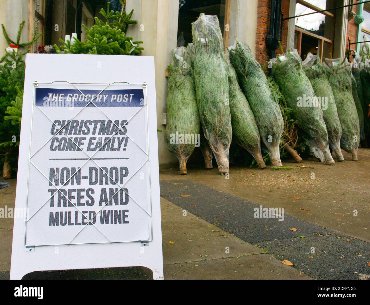 Arbres de Noël (Nordmann Fir) vendant dans la boutique du village sur le trottoir au bord de la route. Premier week-end de décembre. Highgate, Londres. Banque D'Images