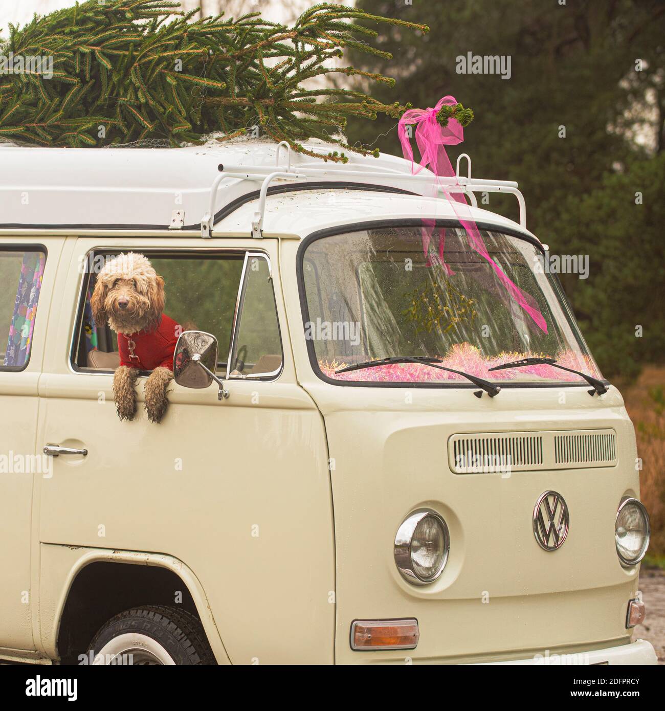 Chien Doodle regardant par la fenêtre d'un camping-car vintage avec un sapin de Noël sur le toit Banque D'Images
