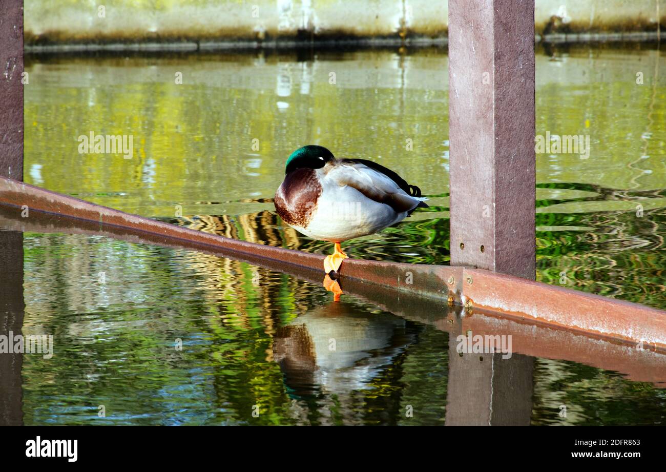 Un canard colvert mâle reposant dans un lac avec son reflet dans l'eau du parc Egerton, à Bexhill. Banque D'Images