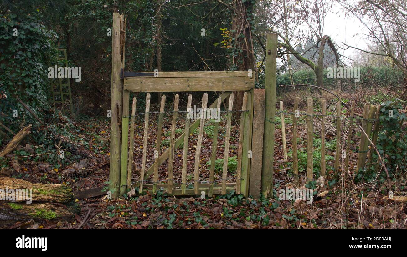 Vieille porte en bois rickety dans la campagne en automne avec l'ivy et bagues Banque D'Images